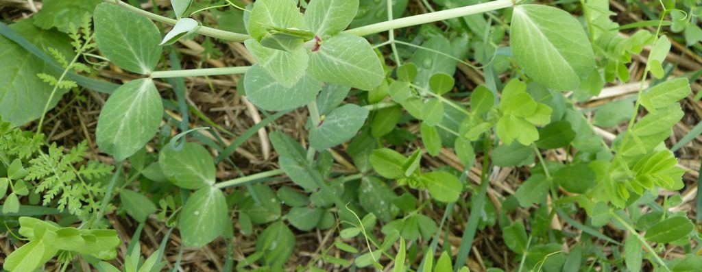 werl Glyphosat Landwirtschaftsamt