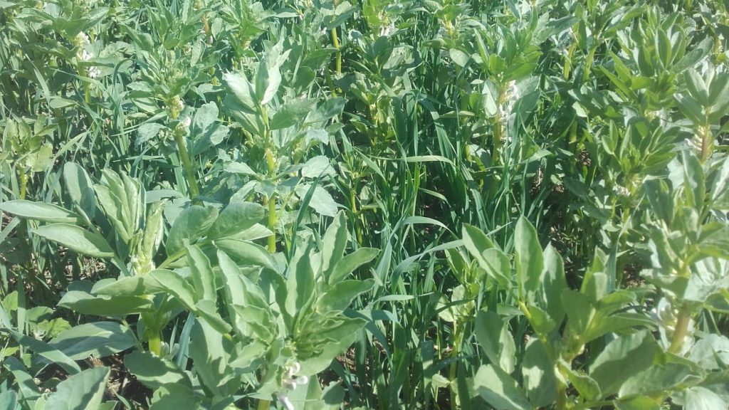 dalea ackerbohne Kleinholbach