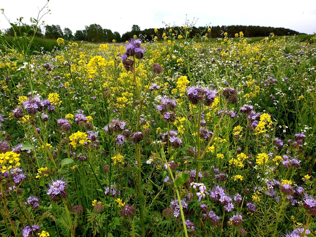 Veranstaltung 2024 Wissenstransfer