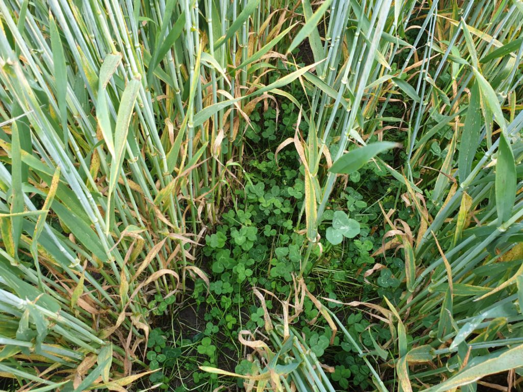 bahra senden wierling