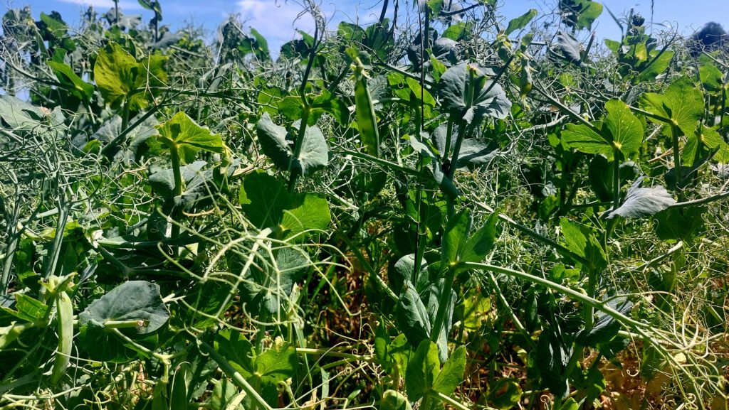 scheppauer erntegespräch