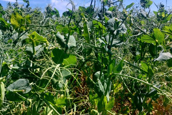 weichering scheppauer erntegespräch