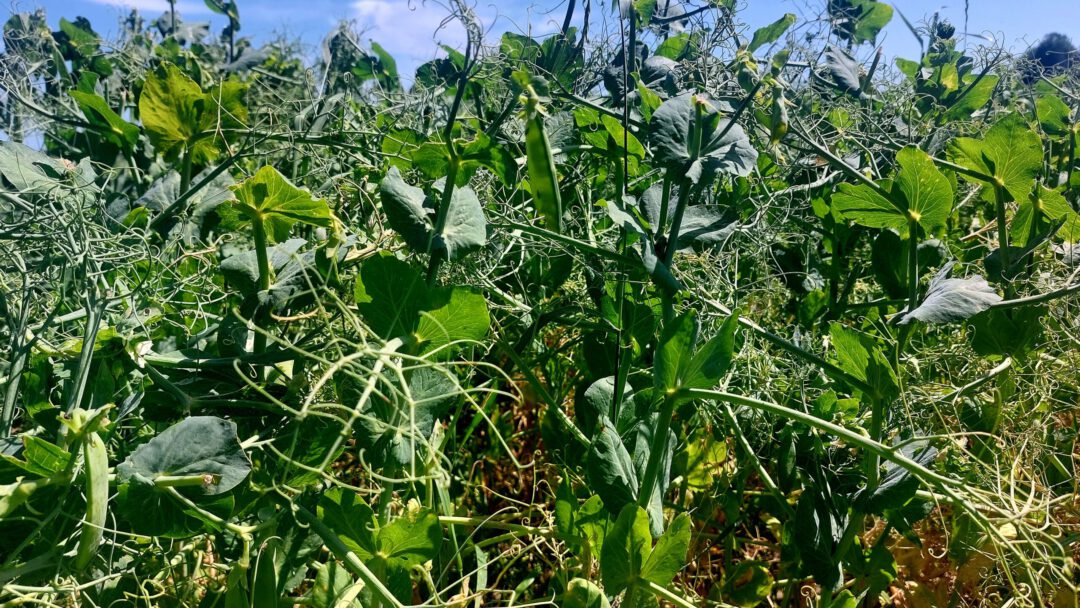 scheppauer erntegespräch